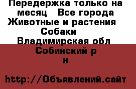 Передержка только на месяц - Все города Животные и растения » Собаки   . Владимирская обл.,Собинский р-н